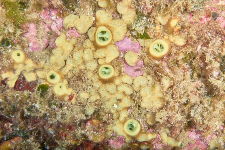 Cliona viridis