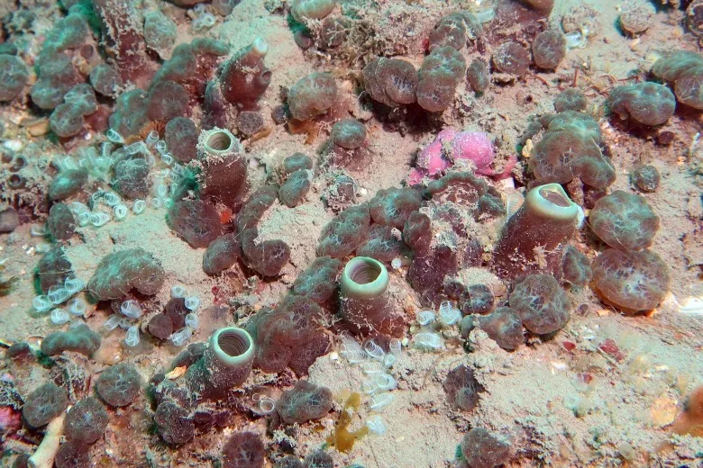Cliona viridis