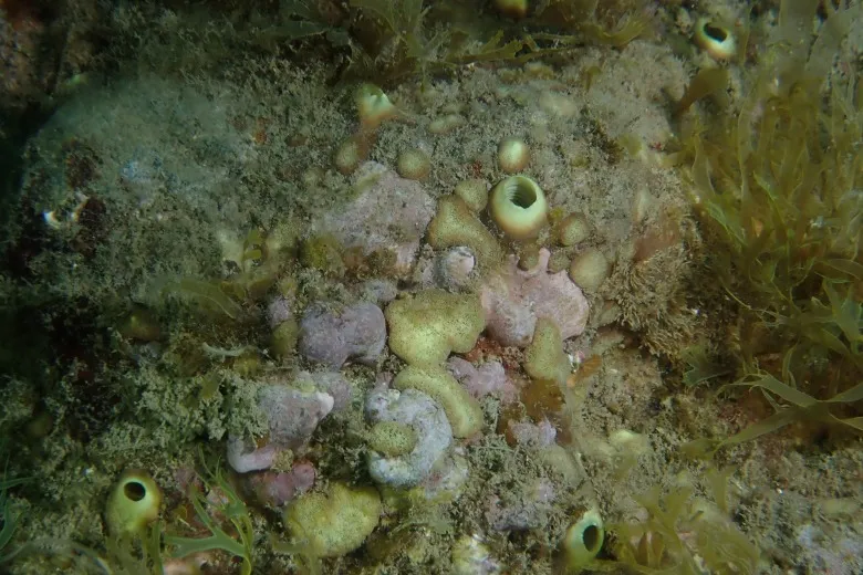 Cliona viridis