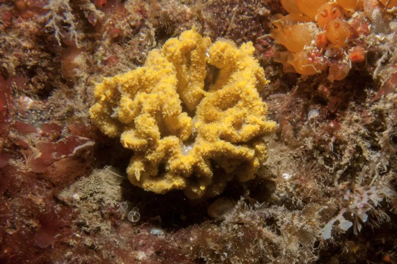 Axinella damicornis