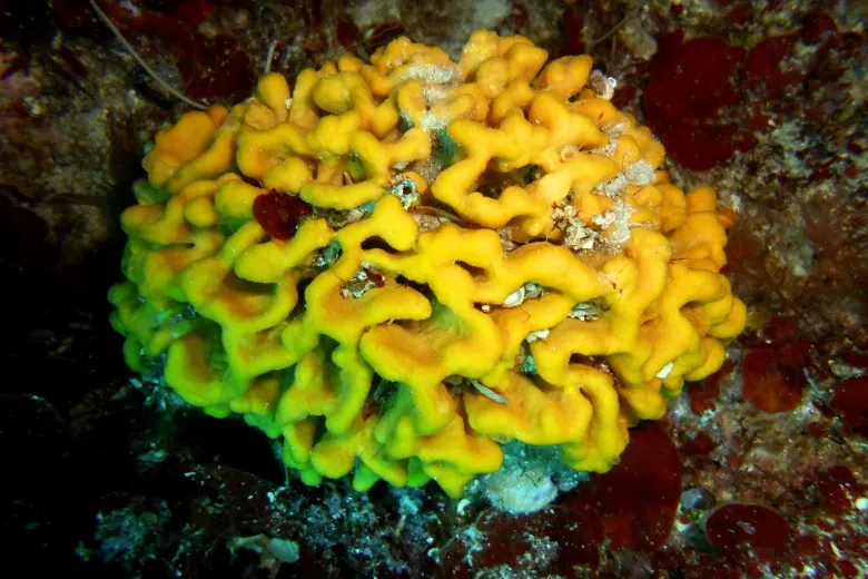 Axinella damicornis