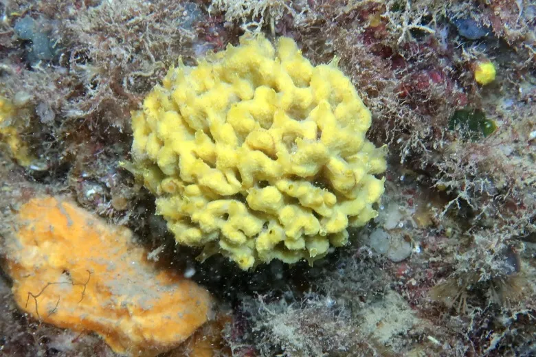 Axinella damicornis