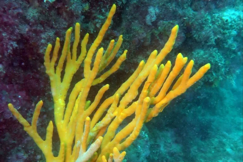 Axinella polypoides