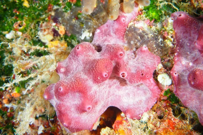 Ircinia variabilis
