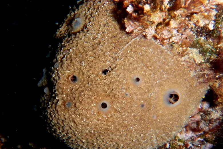 Ircinia variabilis