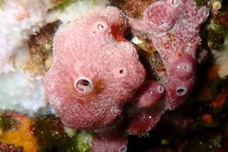 Ircinia variabilis
