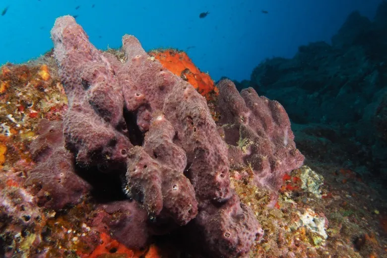 Ircinia variabilis