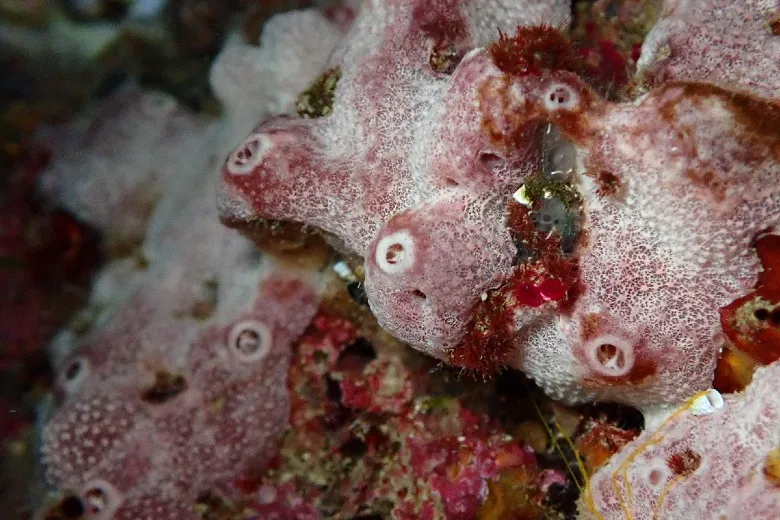 Ircinia variabilis
