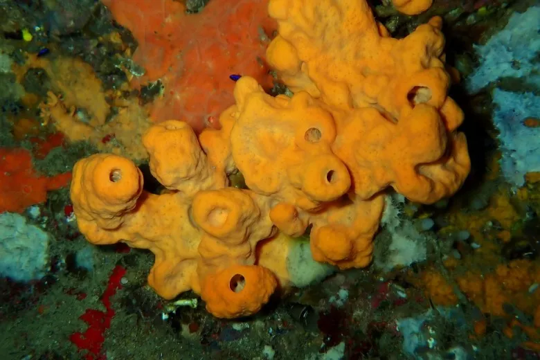 Agelas oroides