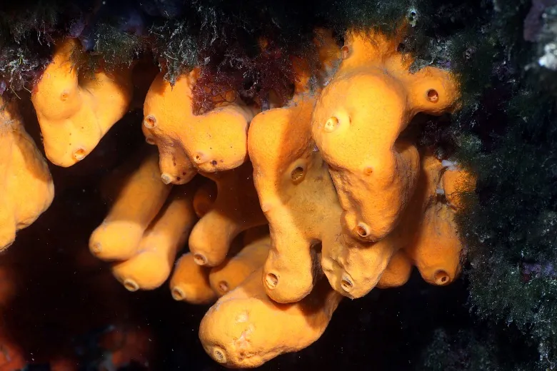 Agelas oroides