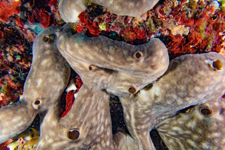 Chondrosia reniformis