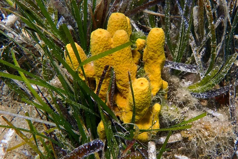 Aplysina aerophoba