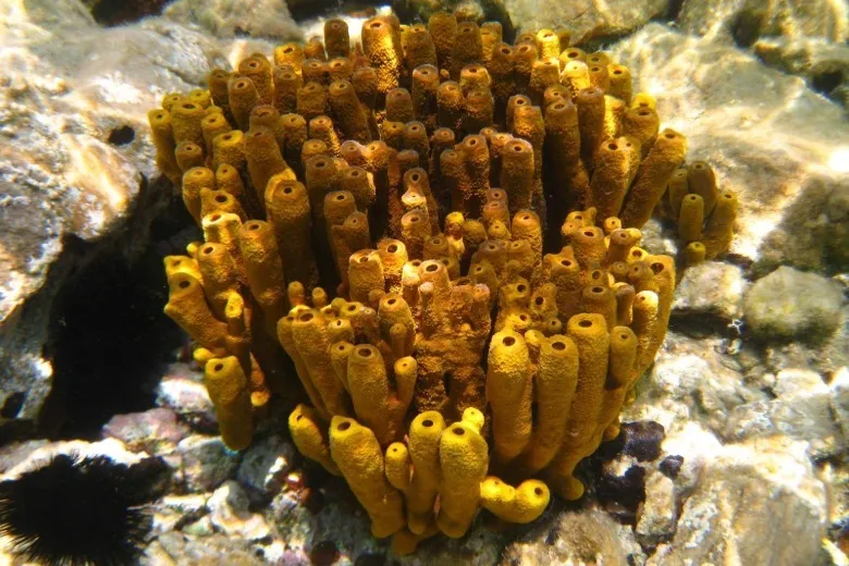 Aplysina aerophoba