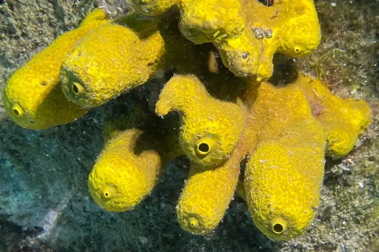 Aplysina aerophoba