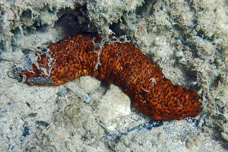Holothuria (Roweothuria) poli