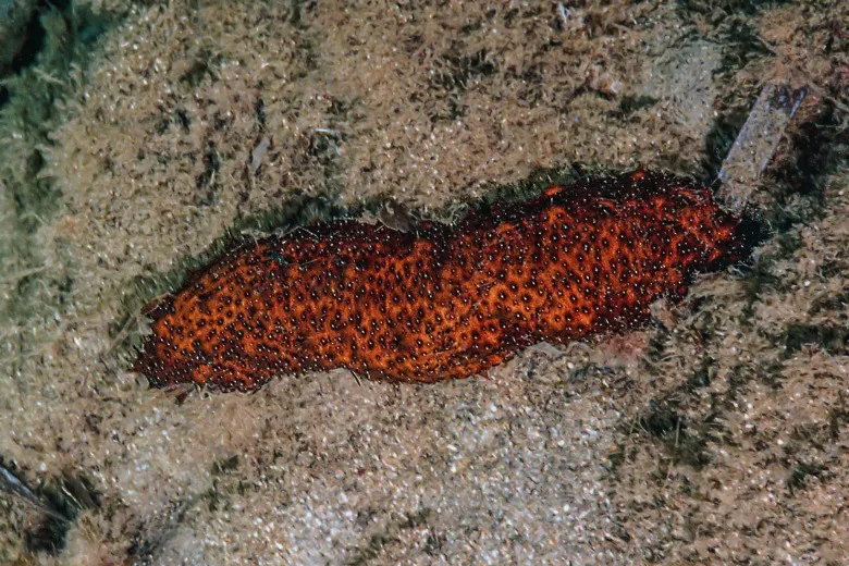Holothuria (Roweothuria) poli
