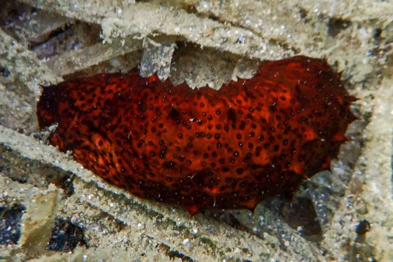Holothuria (Roweothuria) poli