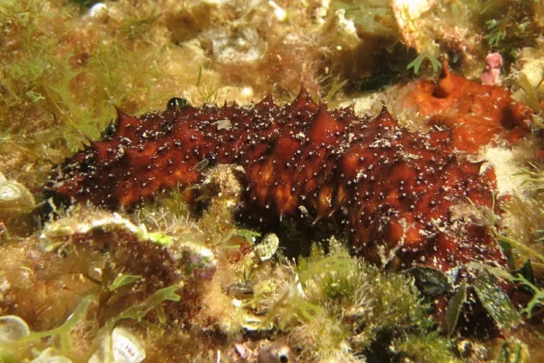 Holothuria (Roweothuria) poli