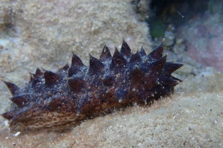 Holothuria (Holothuria) tubulosa