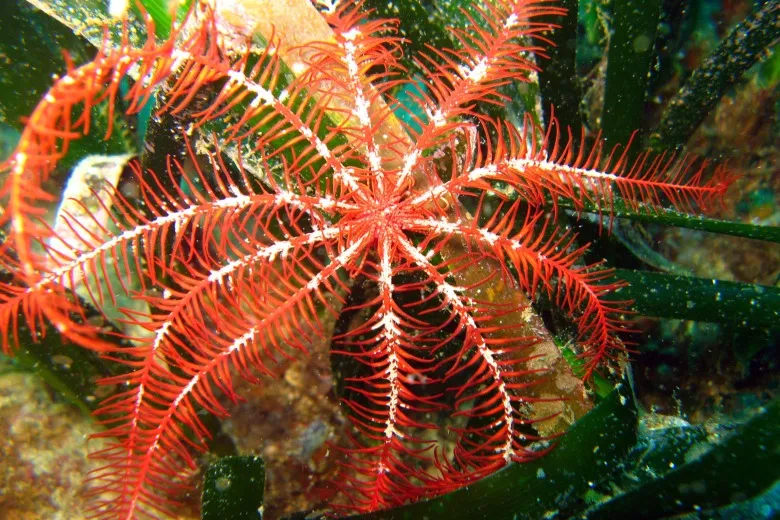 Antedon mediterranea