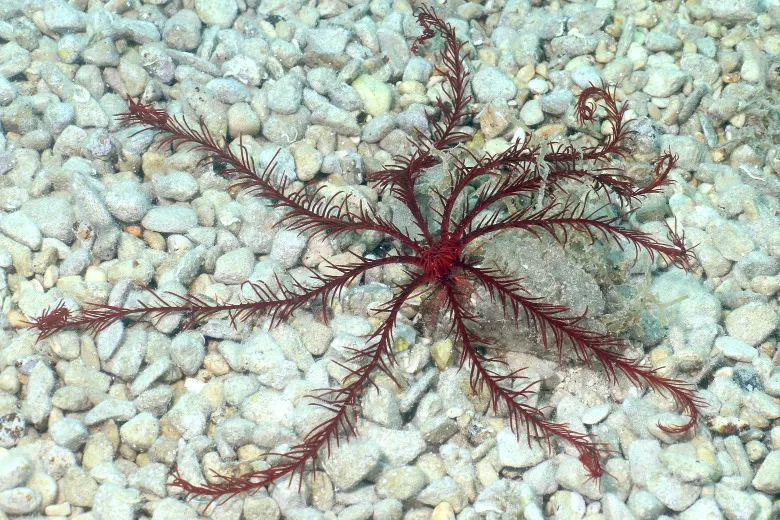Antedon mediterranea