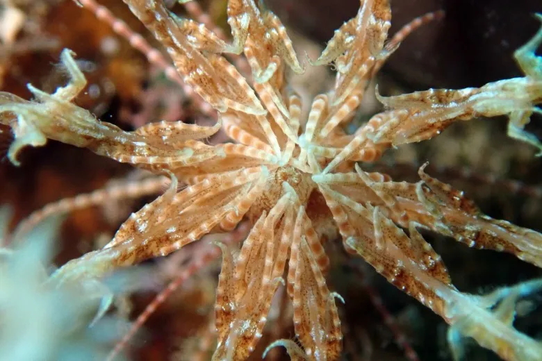 Antedon mediterranea