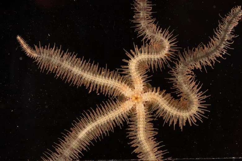 Ophiothrix fragilis