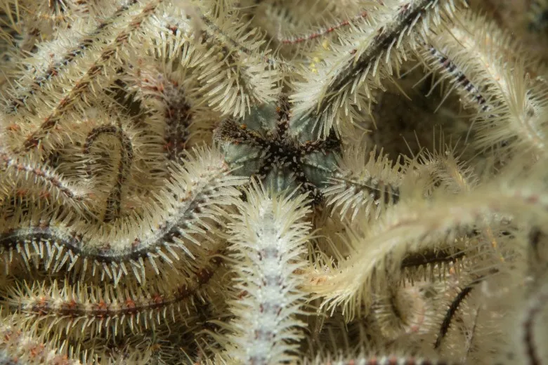 Ophiothrix fragilis