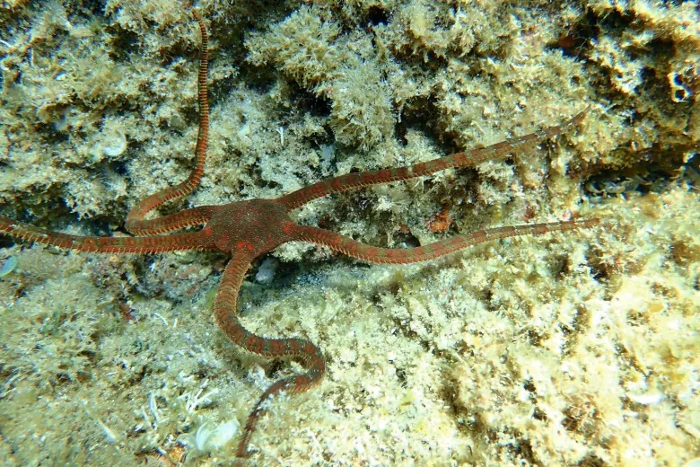 Ophioderma longicaudum
