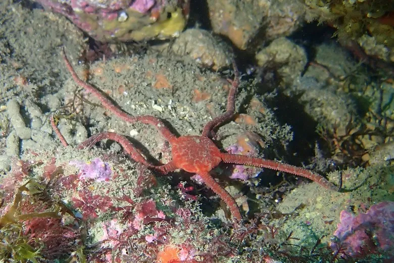 Ophioderma longicaudum