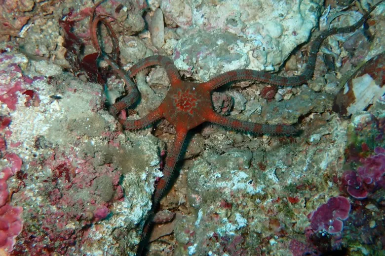 Ophioderma longicaudum