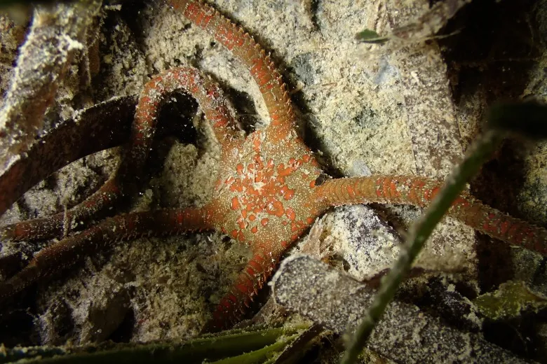 Ophioderma longicaudum