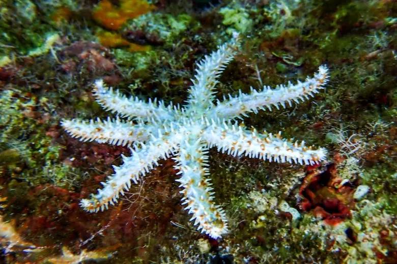 Coscinasterias tenuispina