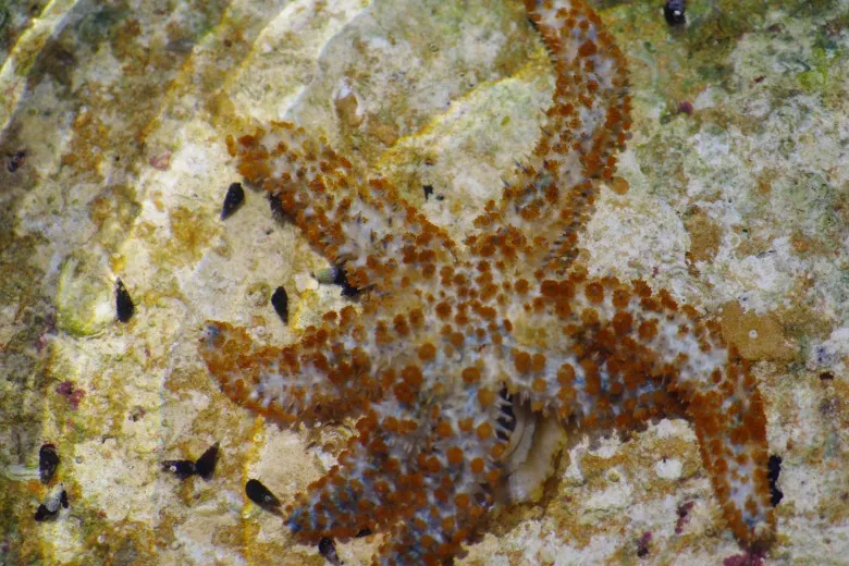 Coscinasterias tenuispina