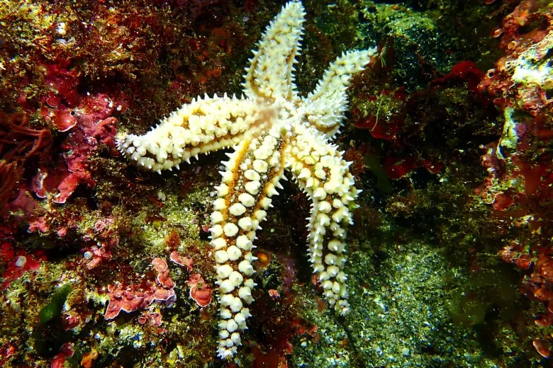 Marthasterias glacialis