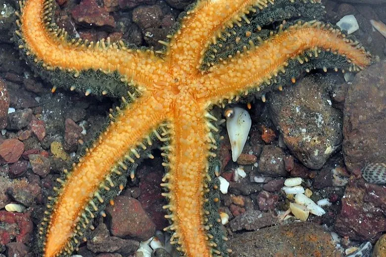 Marthasterias glacialis