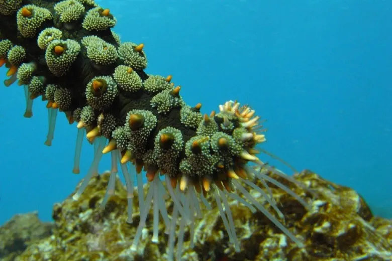 Marthasterias glacialis