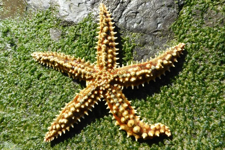 Marthasterias glacialis