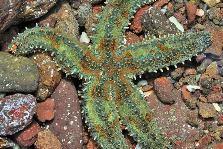Marthasterias glacialis