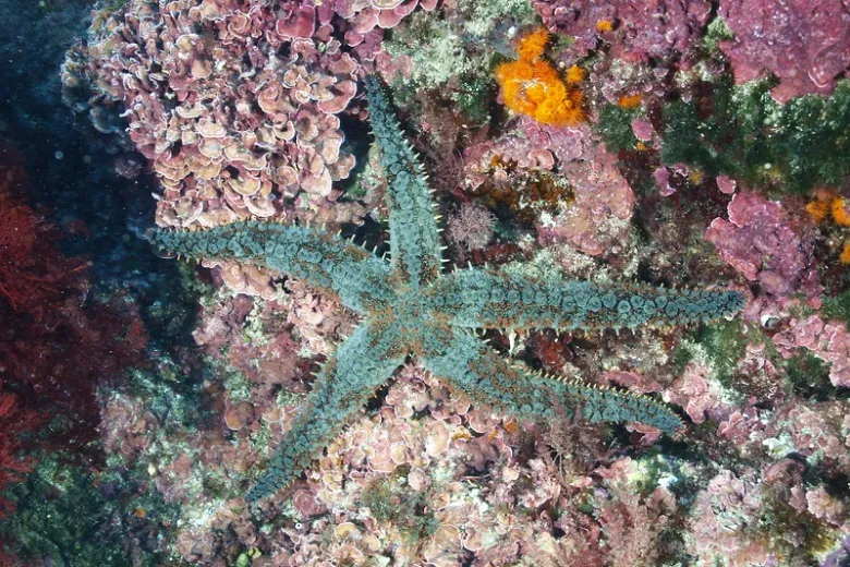 Marthasterias glacialis
