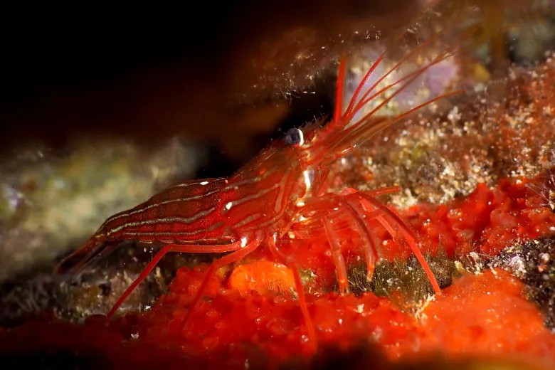 Lysmata seticaudata