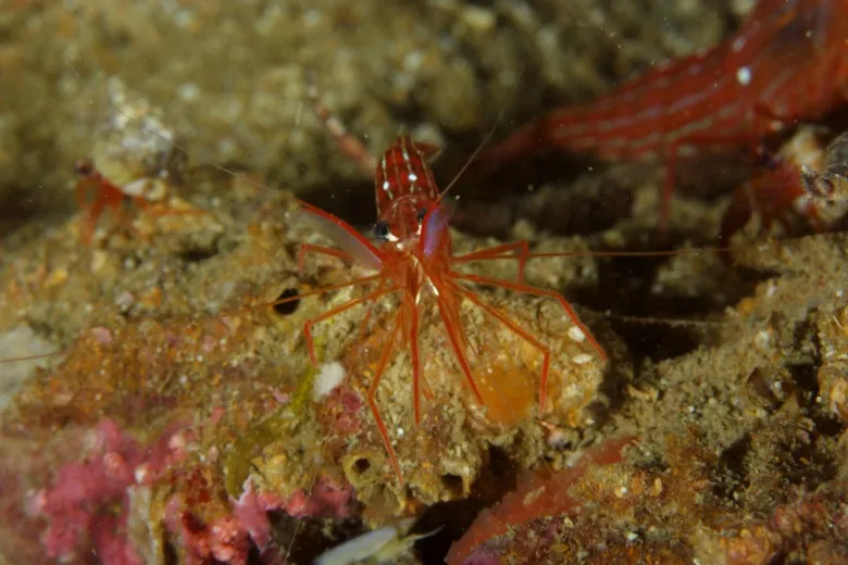 Lysmata seticaudata