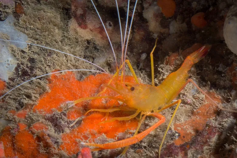Stenopus spinosus