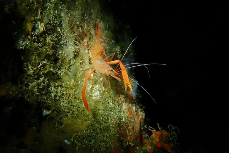 Stenopus spinosus