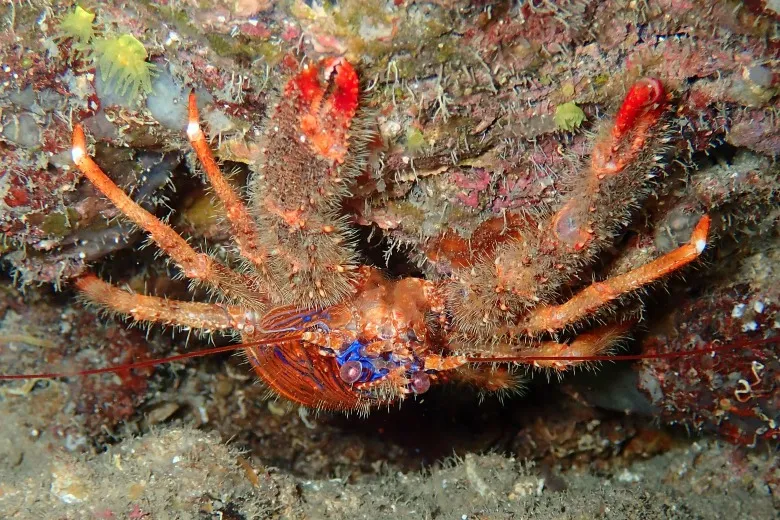 Galathea strigosa