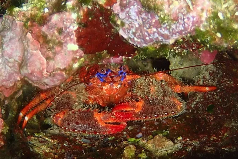 Galathea strigosa