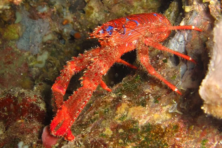 Galathea strigosa
