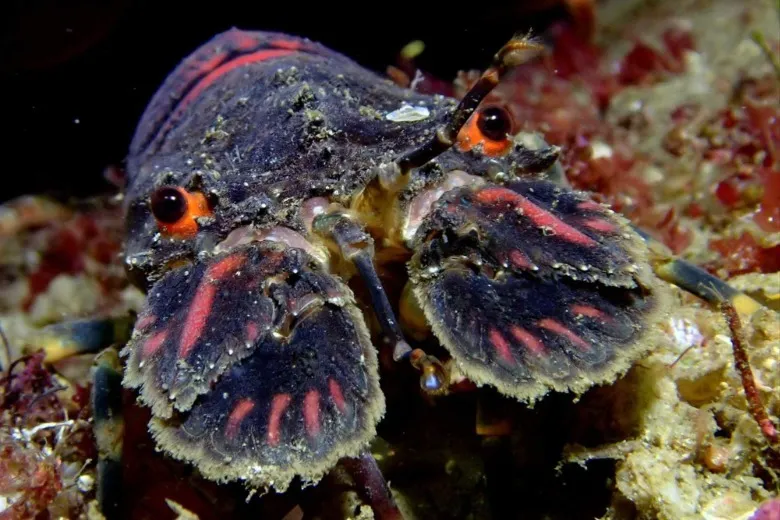 Scyllarus arctus