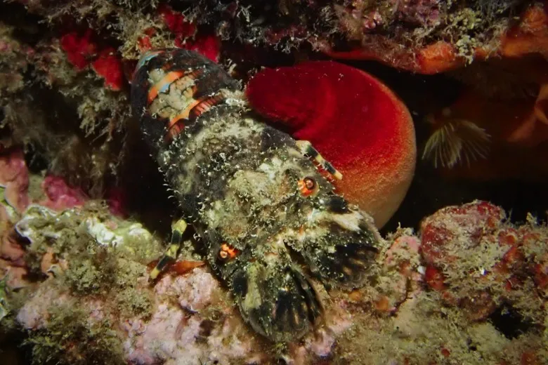 Scyllarus arctus