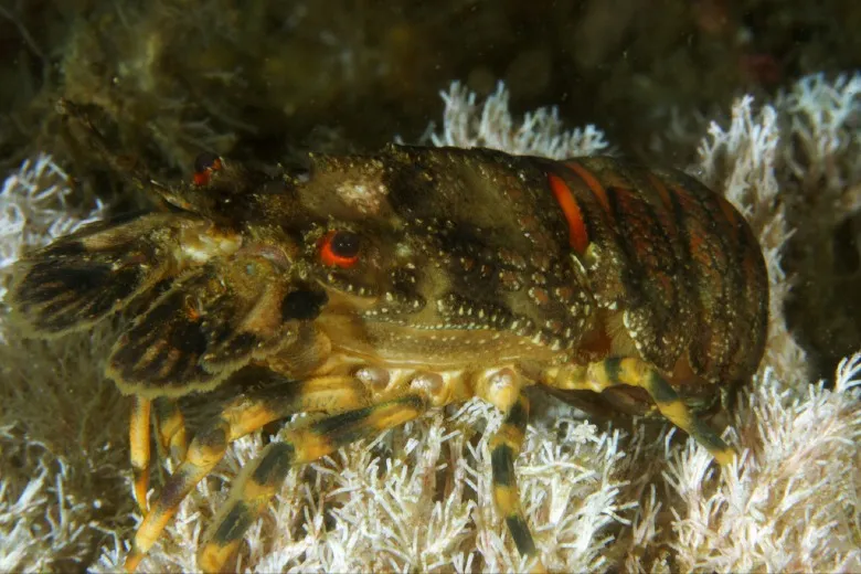 Scyllarus arctus